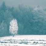 Ośnieżone pole z&nbsp;samotnym drzewem na tle lasu.